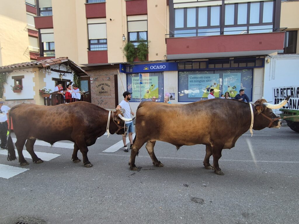 Ganado desfilando por las calles de Cabezón de la Sal. ALEJANDRO DÍEZ