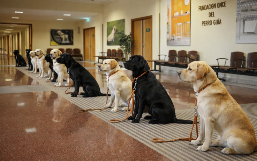 El perro: Mucho más que un compañero