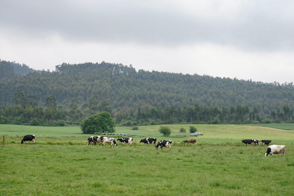 Vacas pastanddo | Fuente: Gobierno de Cantabria
