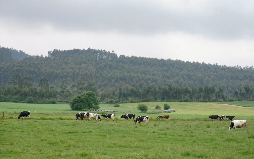 Cantabria levanta las restricciones por tuberculosis bovina en Herrerías y San Vicente