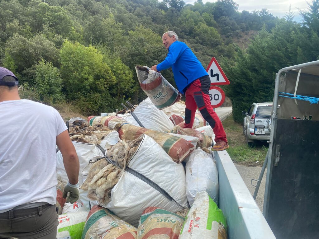 Recogida de lana ovina en Cantabria