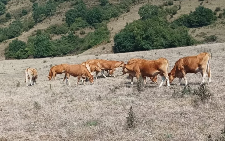 La sequía asfixia a la ganadería cántabra: «Nos hemos quedado sin pastos en pleno mes de agosto»