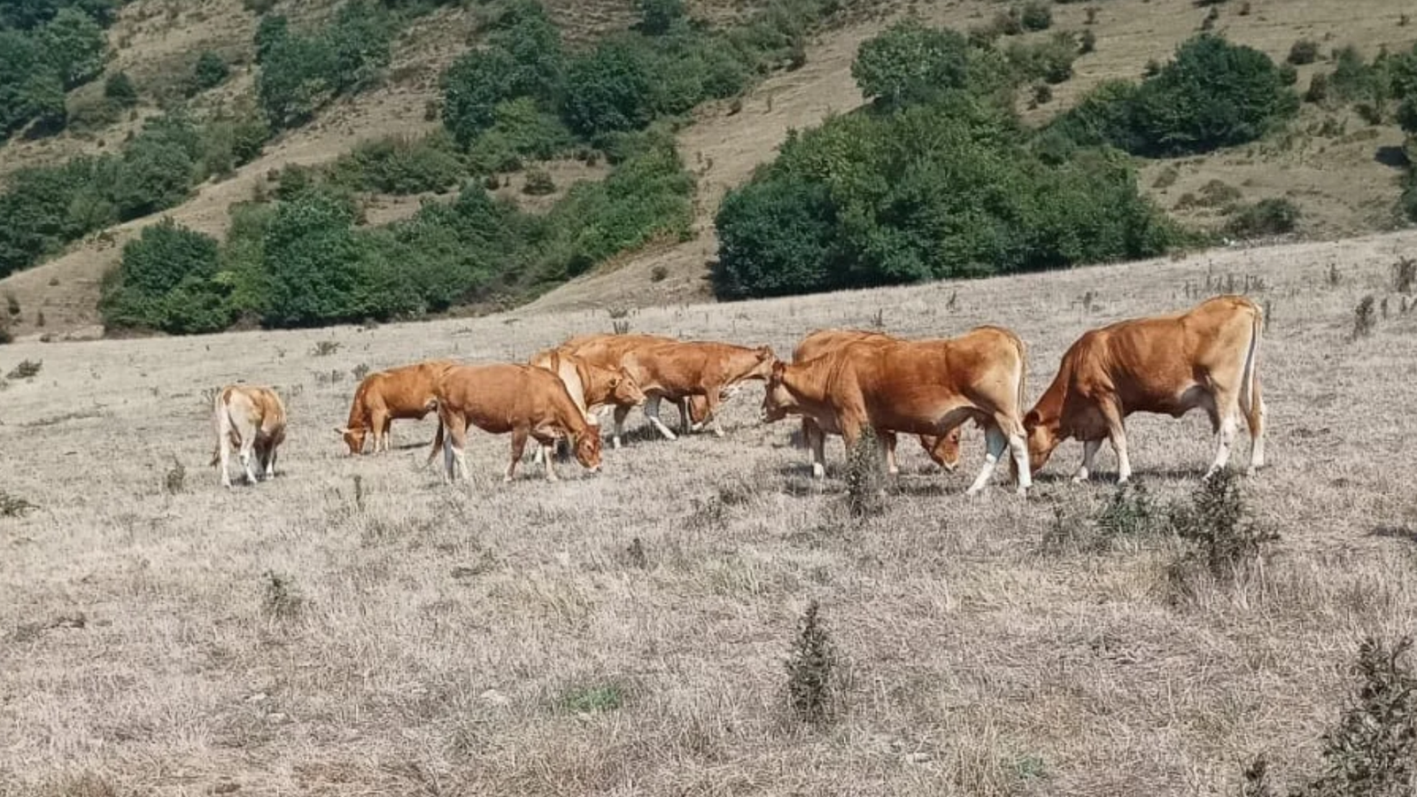 La sequía asfixia a la ganadería cántabra: «Nos hemos quedado sin pastos en pleno mes de agosto»