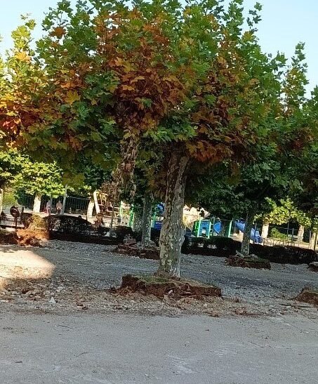 IU Camargo alerta de daños en árboles centenarios del Parque Lorenzo Cagigas por las obras