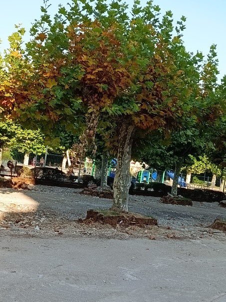 Árboles dañados | Fuente: Izquierda Unida Camargo