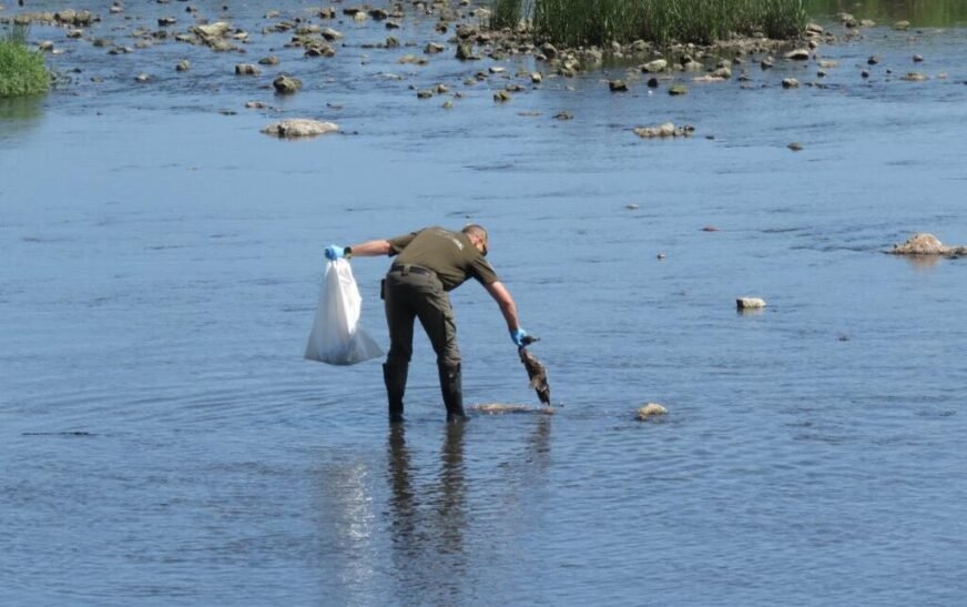 Suances valla una zona de la ría de San Martín tras la aparición de un centenar de aves muertas