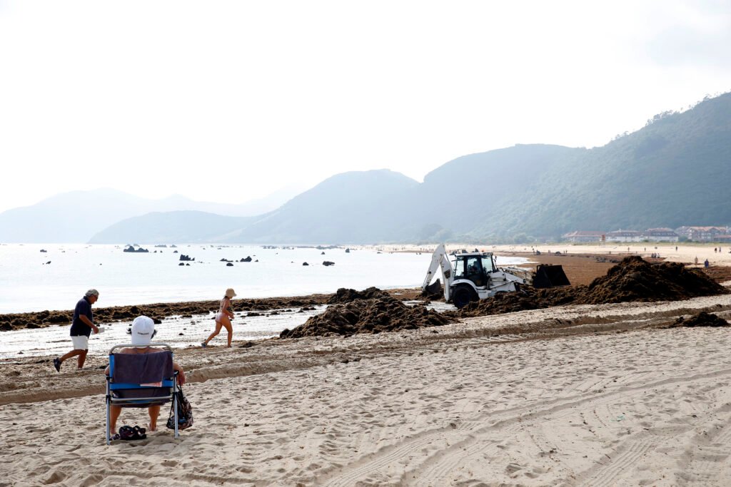 Imagen de archivo de algas asiáticas en los arenales de Noja | Fuente: Gobierno de Cantabria