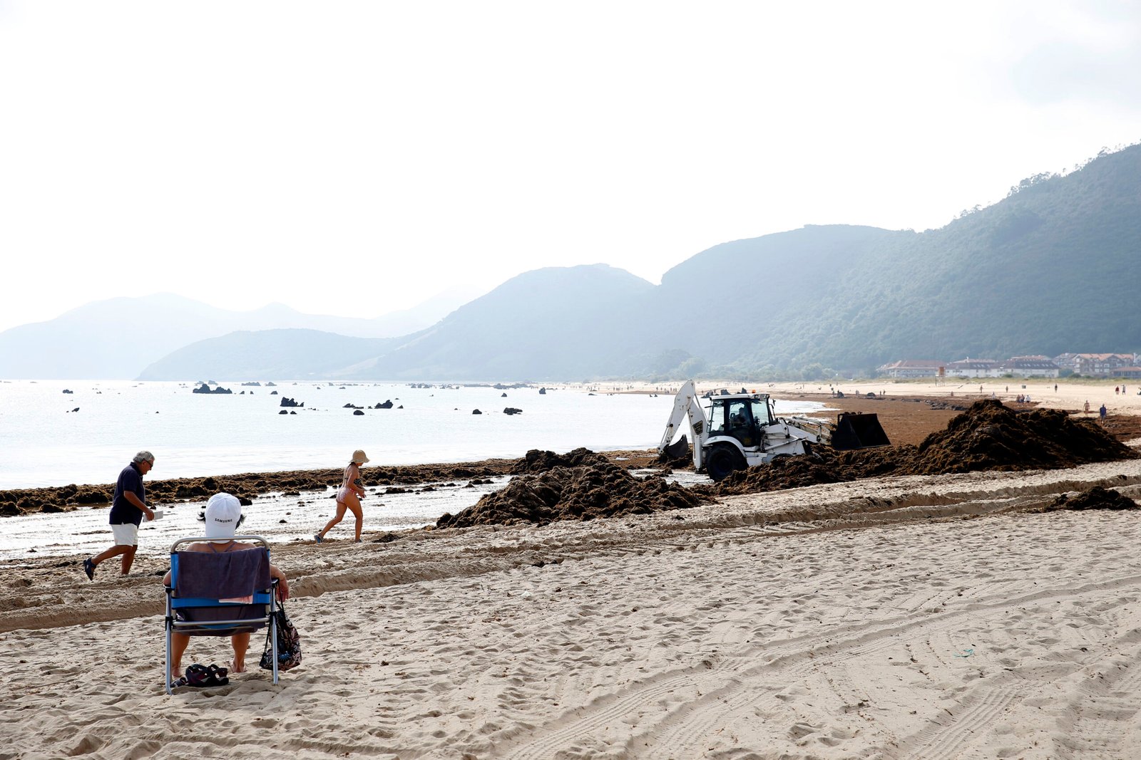 Cantabria capta casi 50.000 euros de fondos europeos para frenar la expansión del alga asiática