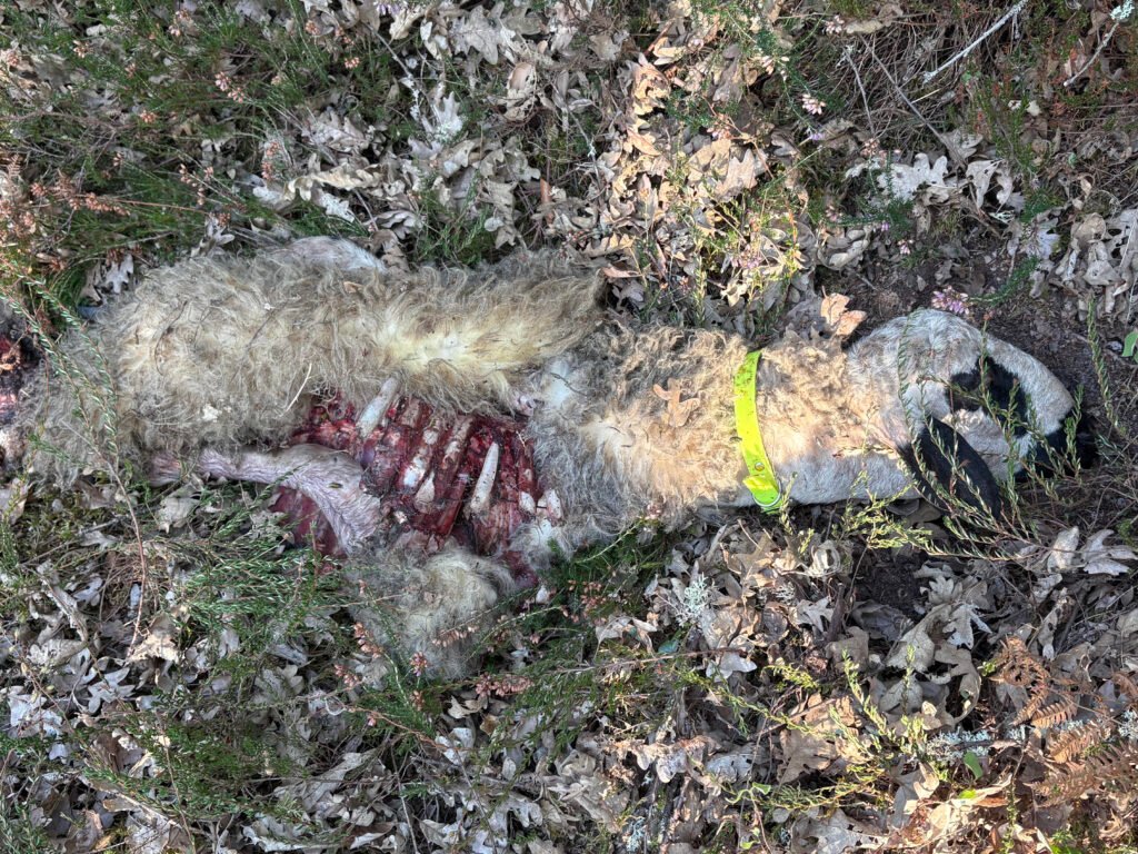 Ataque del lobo en Valderredible en una finca de Rocamundo