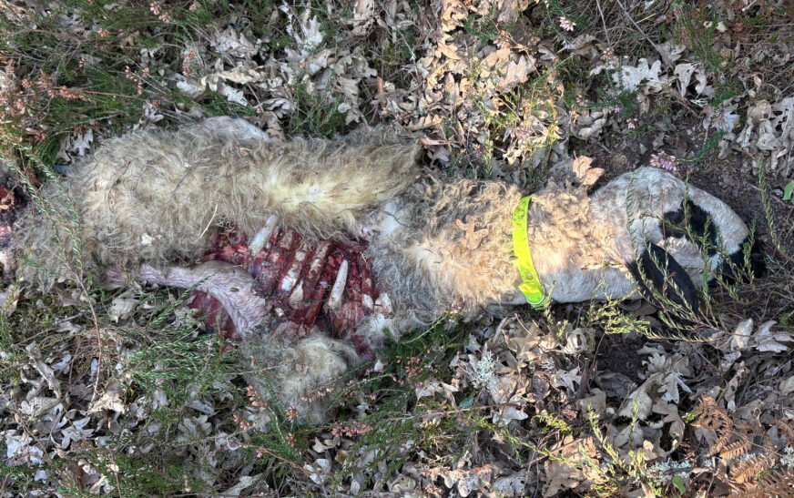 El lobo mata a dos corderos de seis meses en una finca cercana al núcleo urbano de Rocamundo
