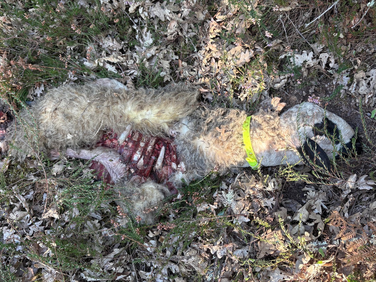 El lobo mata a dos corderos de seis meses en una finca cercana al núcleo urbano de Rocamundo