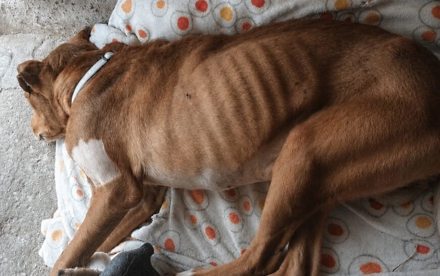 La Guardia Civil investiga a dos personas en Cantabria por presuntos delitos de maltrato animal
