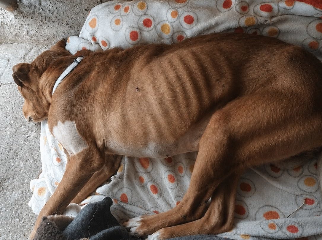 Perro afectado por un presunto caso de maltrato animal en Cantabria