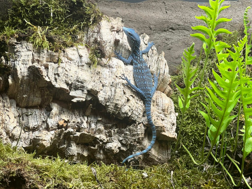 Uno de los nuevos ejemplares de varano azul incorporados al Parque de la Naturaleza de Cabárceno.