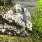 Uno de los nuevos ejemplares de varano azul incorporados al Parque de la Naturaleza de Cabárceno.