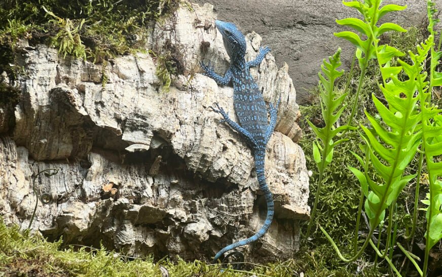 Cabárceno incorpora tres ejemplares de varano azul, una especie amenazada de Indonesia