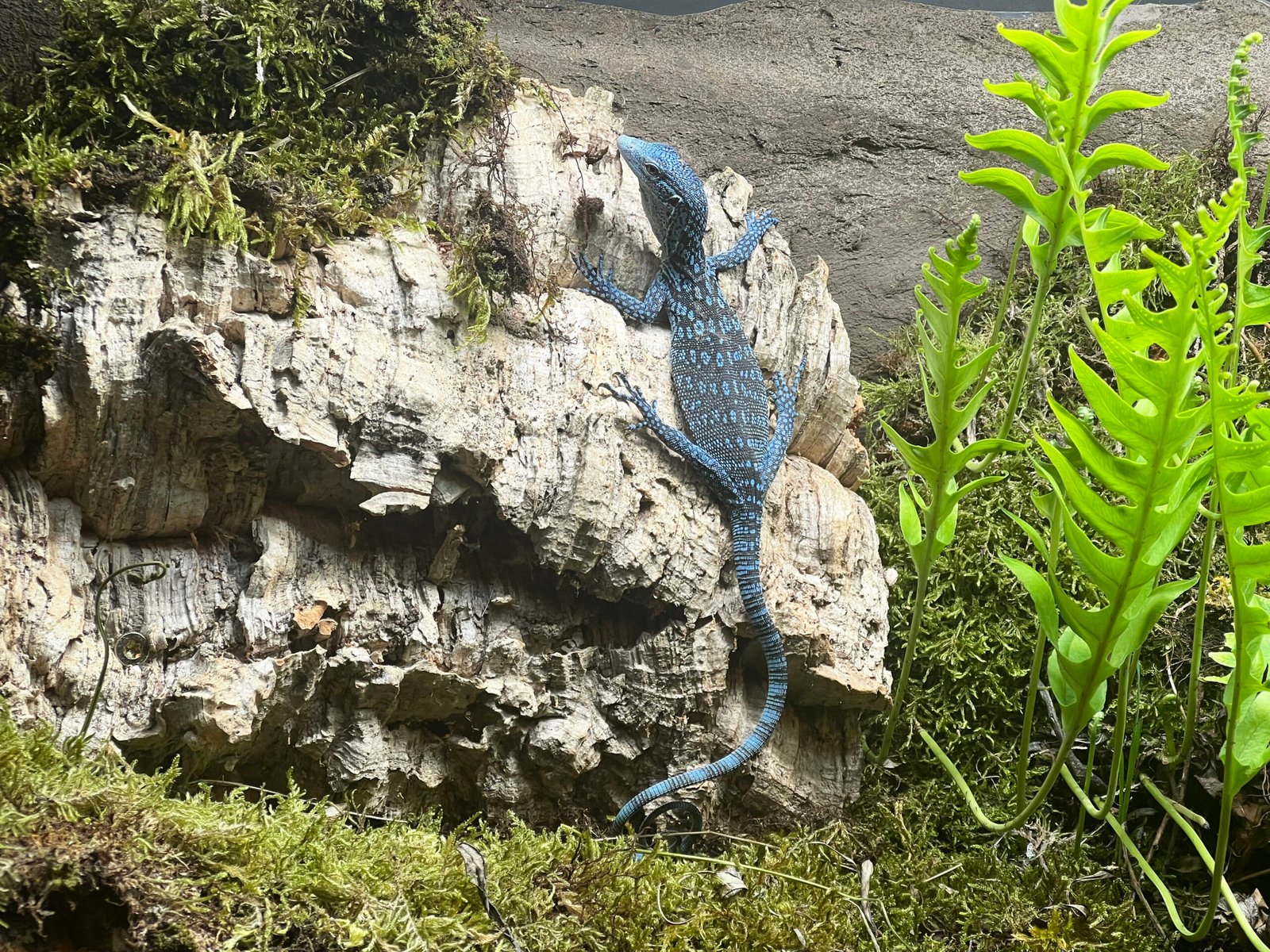 Cabárceno incorpora tres ejemplares de varano azul, una especie amenazada de Indonesia