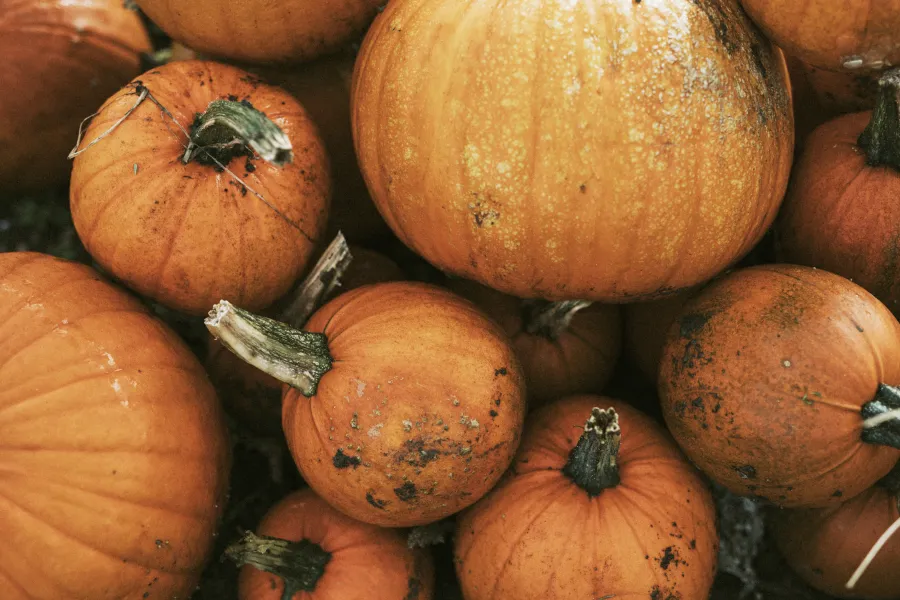 Calabazas preparadas para la celebración del Samuín en Cantabria