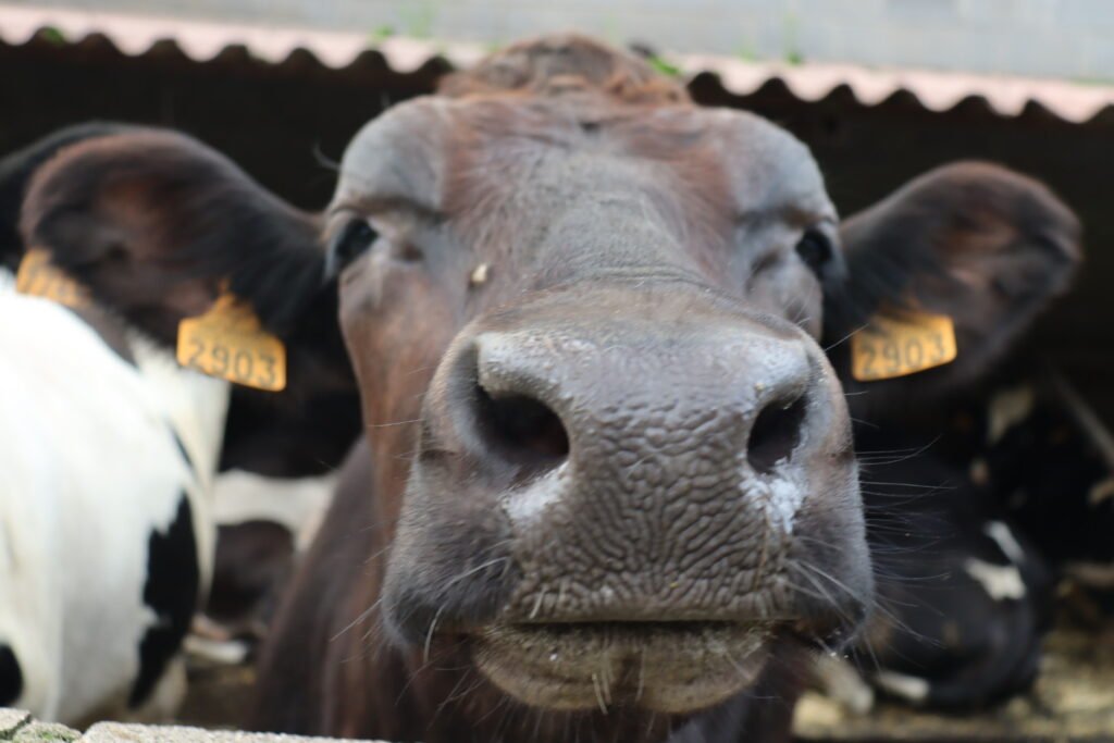 Vaca de ganado bovino en una explotación ganadera de Cantabria